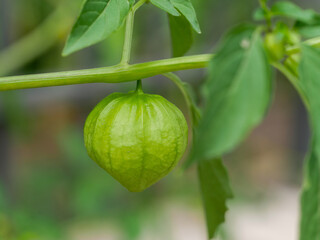 green tomatillo on the bush