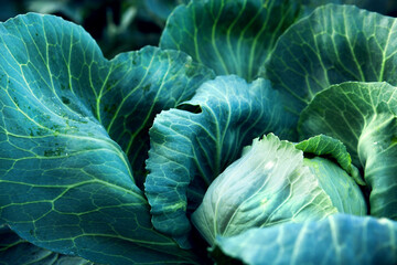Fototapeta premium Fresh, white cabbage growing in a vegetable garden on a farm.
