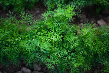 Fresh young dill growing in rows on a vegetable patch, top view. 