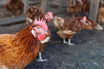 Hens in the chicken farm. Organic poultry house.