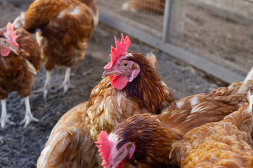 Hens in the chicken farm. Organic poultry house.