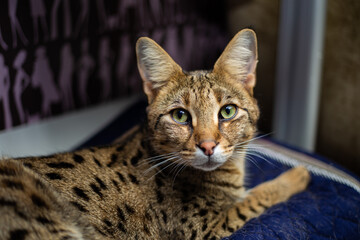 Savannah cat sits on a pedestal pillow against a background of greenery