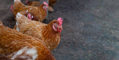 Hens in the chicken farm. Organic poultry house.