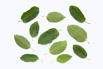 Fototapeta premium Mitragyna speciosa, Fresh kratom leaves on white background