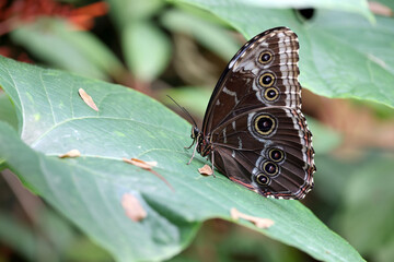 Morpho peleides, the Peleides blue morpho, common morpho or the emperor