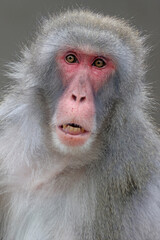 Japanese macaque (Macaca fuscata), also known as the snow monkey