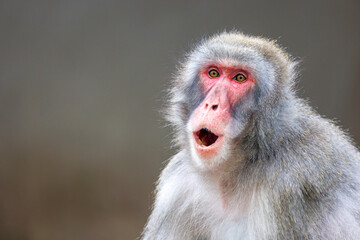 Japanese macaque (Macaca fuscata), also known as the snow monkey