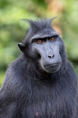 The Celebes crested macaque (Macaca nigra), also known as the crested black macaque, Sulawesi crested macaque, or the black ape