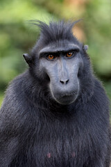 The Celebes crested macaque (Macaca nigra), also known as the crested black macaque, Sulawesi crested macaque, or the black ape