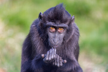 The Celebes crested macaque (Macaca nigra), also known as the crested black macaque, Sulawesi crested macaque, or the black ape