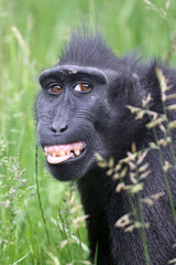 The Celebes crested macaque (Macaca nigra), also known as the crested black macaque, Sulawesi crested macaque, or the black ape
