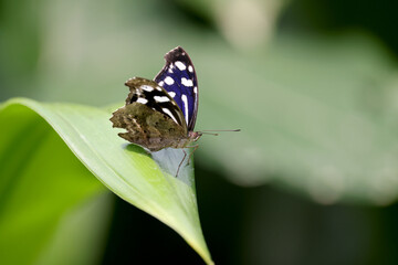 Obraz na płótnie Canvas Close up shot of beautiful butterfly