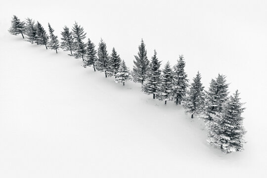 Spruces growing in row on snow