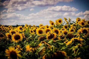 Obraz premium sunflowers growing in a field near the road