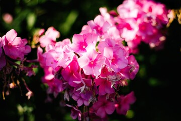 pink flower in the sunlight in the evening