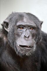 Close up shot chimpanzee (Pan troglodytes)
