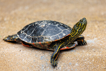 The red-eared slider or red-eared terrapin (Trachemys scripta elegans) - 530924614