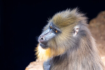 Close up shot of mandrill (Mandrillus sphinx) portrait