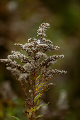 Diamond engagement ring on a goldenrod plant

