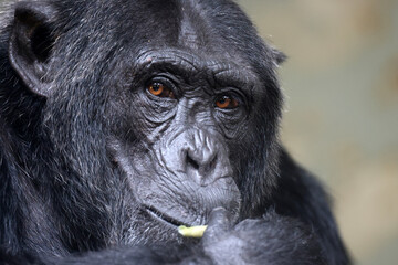 Close up shot chimpanzee (Pan troglodytes)