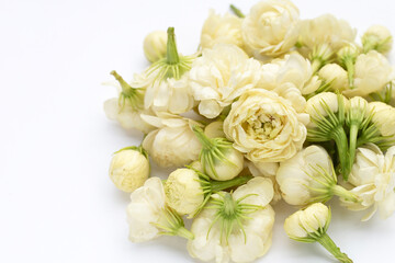 Jasmine flower on white background.