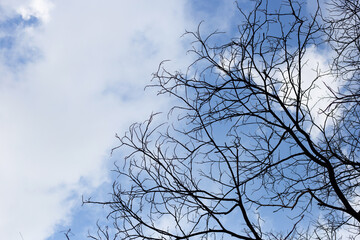 Dead branches tree silhouette with blue sky and cloud