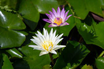 Nymphaea lotus flower with leaves, Beautiful blooming water lily
