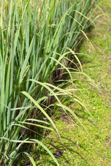 Obraz premium Lemongrass clump in the garden
