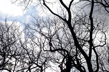 Obraz premium Dead branches tree silhouette with blue sky and cloud
