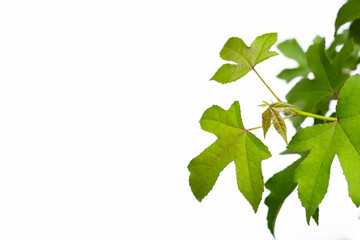 Naklejka na ściany i meble Green maple leaves on white background