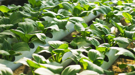 Mustard Pakcoy or Sawi Sendok in Hydroponic Farming. Photo with Blurred Background.