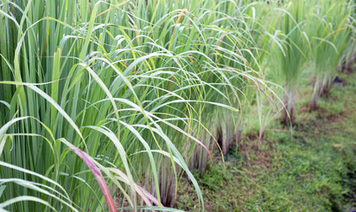 Obraz premium Lemongrass clump in the garden