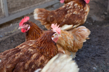 Hens in the chicken farm. Organic poultry house.