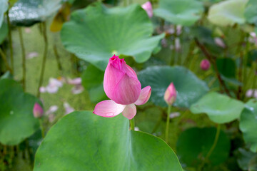 Pink lotus flower blooming in pond with green leaves
