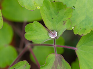 Regentropfen auf Gr&uuml;nem Blatt