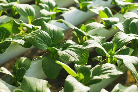 Mustard Pakcoy or Sawi Sendok in Hydroponic Farming. Photo with Blurred Background.