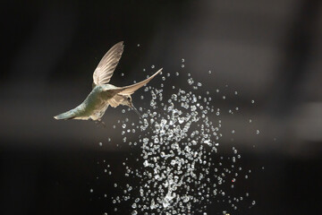 Hummingbird in Flight