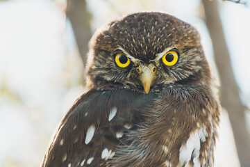 portrait of a eagle
