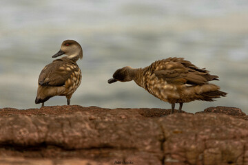 duck