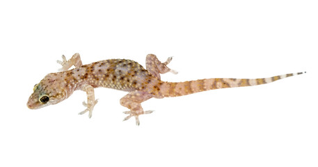 Mediterranean house gecko on white background. Hemidactylus turcicus
