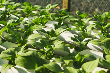Mustard Pakcoy or Sawi Sendok in Hydroponic Farming. Photo with Blurred Background.