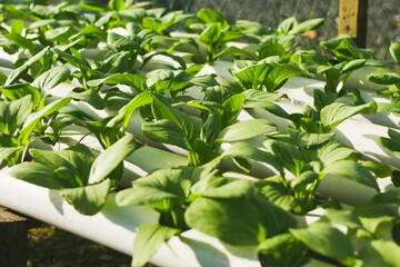 Mustard Pakcoy or Sawi Sendok in Hydroponic Farming. Photo with Blurred Background.