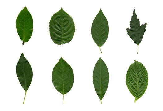 Leaves collection on transparent background, isolated