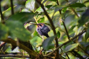 Hummingbird, biological family of Trochilidae, resting on a jungle tree branch in tropical Monteverde National Park Costa Rica, Central America.