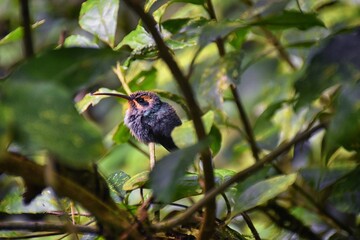 Hummingbird, biological family of Trochilidae, resting on a jungle tree branch in tropical Monteverde National Park Costa Rica, Central America.