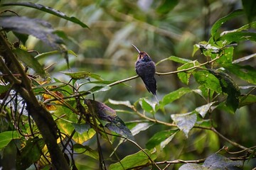 Hummingbird, biological family of Trochilidae, resting on a jungle tree branch in tropical Monteverde National Park Costa Rica, Central America.