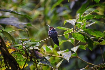 Hummingbird, biological family of Trochilidae, resting on a jungle tree branch in tropical Monteverde National Park Costa Rica, Central America.