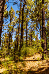 Pinus sp que pertenece a la familia Pinaceae, en la isla de Tenerife.