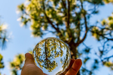 Pinus sp que pertenece a la familia Pinaceae, reflejado en una lensball, en la isla de Tenerife.