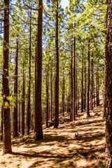 Obraz premium Pinus sp que pertenece a la familia Pinaceae, en la isla de Tenerife.